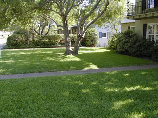 beautiful winter lawn