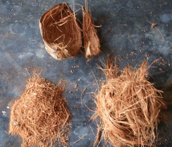 coconut husks