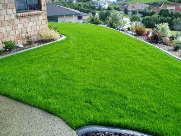 lawn grass