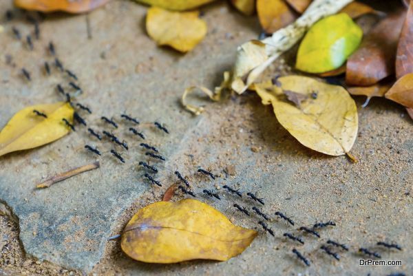 Row of black ant in the garden.