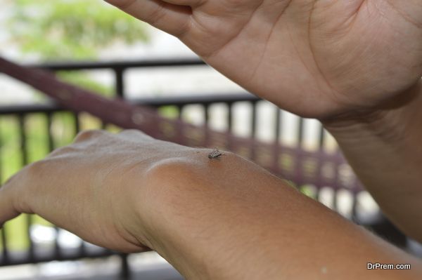 Dead tiger mosquito