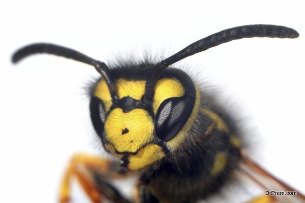 prank on wasps