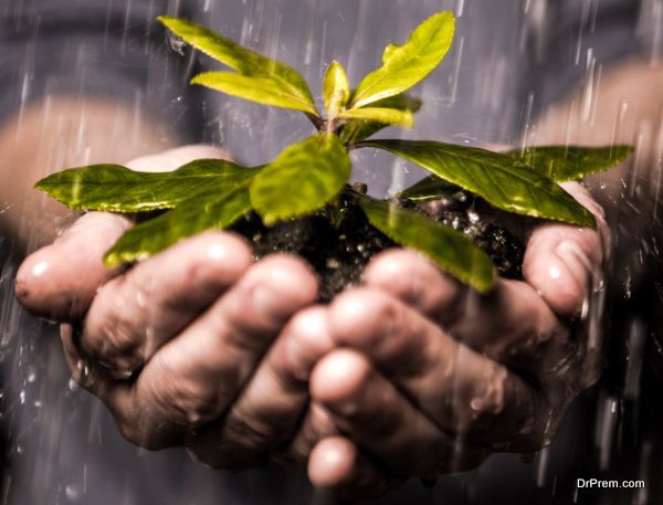 Close up of hands holding seedling in the rain
