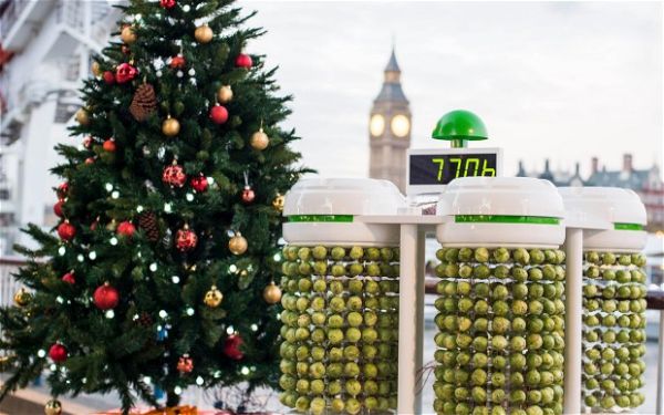 Brussels sprouts powered Christmas tree lights