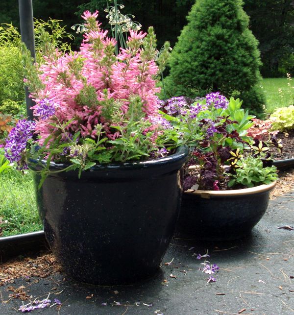 Container gardening (1)