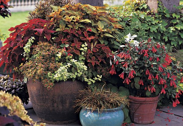 **FOR USE WITH AP LIFESTYLES**    This undated photo provided by Timber Press shows a container garden as seen in "Pots in the Garden," by Ray Rogers.  "It's not just growing plants in pots, but thinking about color, line, form and texture and turning it into a little bit of an art exercise," says Rogers.       (AP Photo/Timber Press, Richard Hartlage)  **NO SALES**