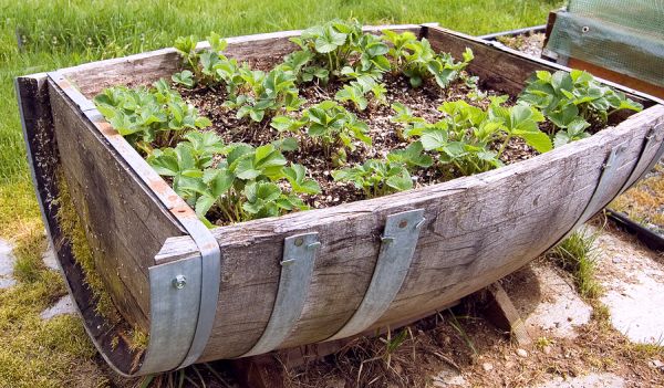 Container gardening (3)