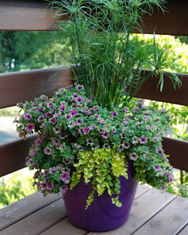 Container gardening (4)