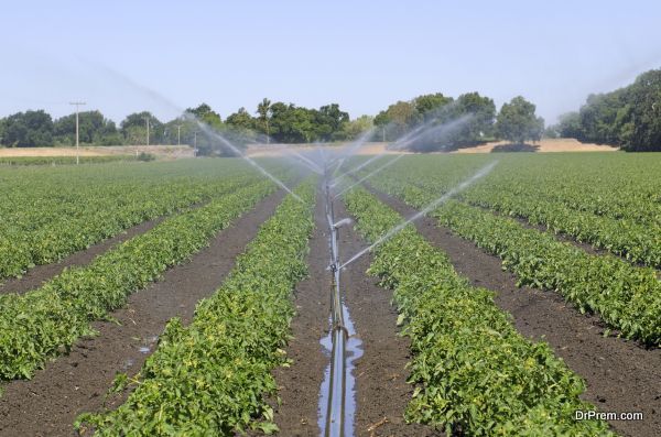 Pipe irrigation runs on a field of tomato plants n the Northern California valley