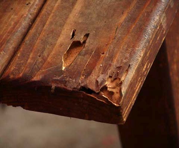furniture destroyed by bugs