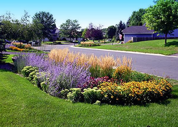 rain garden (1)