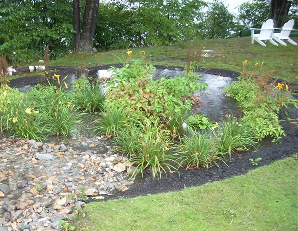 rain garden (4)