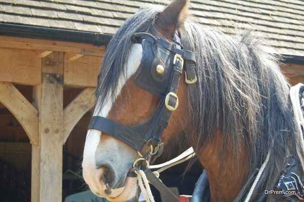 close up of working shire horse