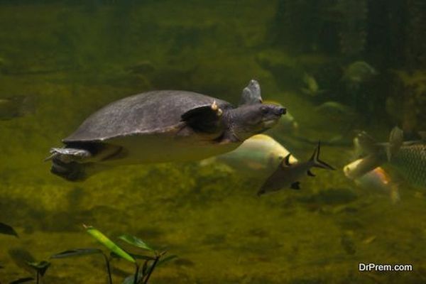Freshwater turtles