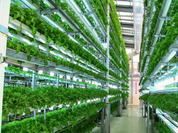 vertical farming (2)