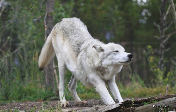 Single adult grey wolf stretching