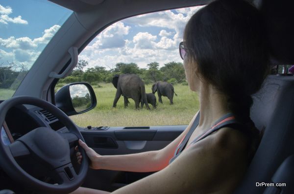 Woman on safari vacation in South Africa, looking at elephant