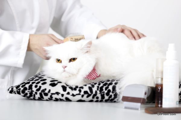 Kitty's veterinarian combing