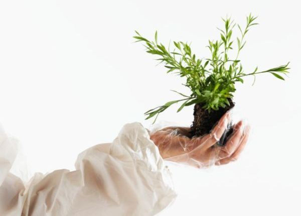 Scientist Holding Plant in Gloved Hand