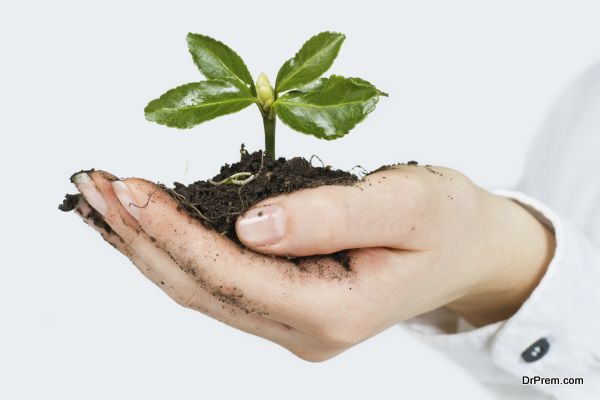 Small plant growing in the human hands.