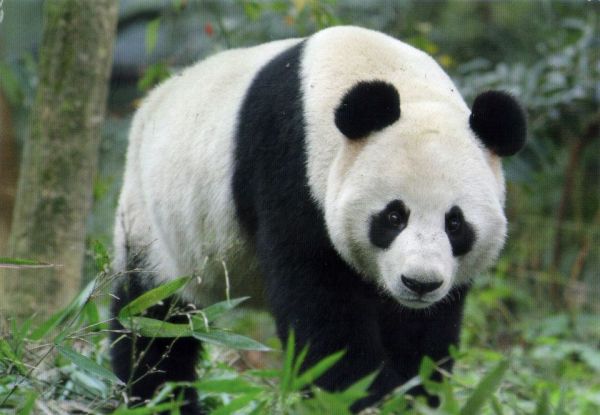 giant-panda