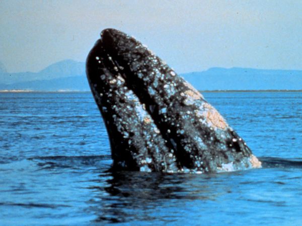 gray-whale