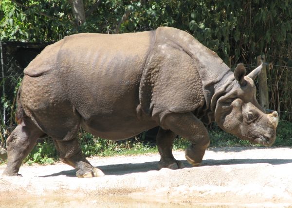 indian-rhino