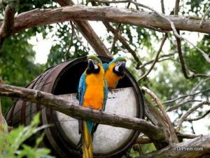 birds