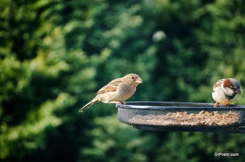 Bird feeder