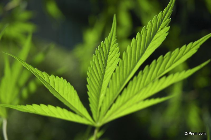 Growing-Eco-Friendly-Cannabis