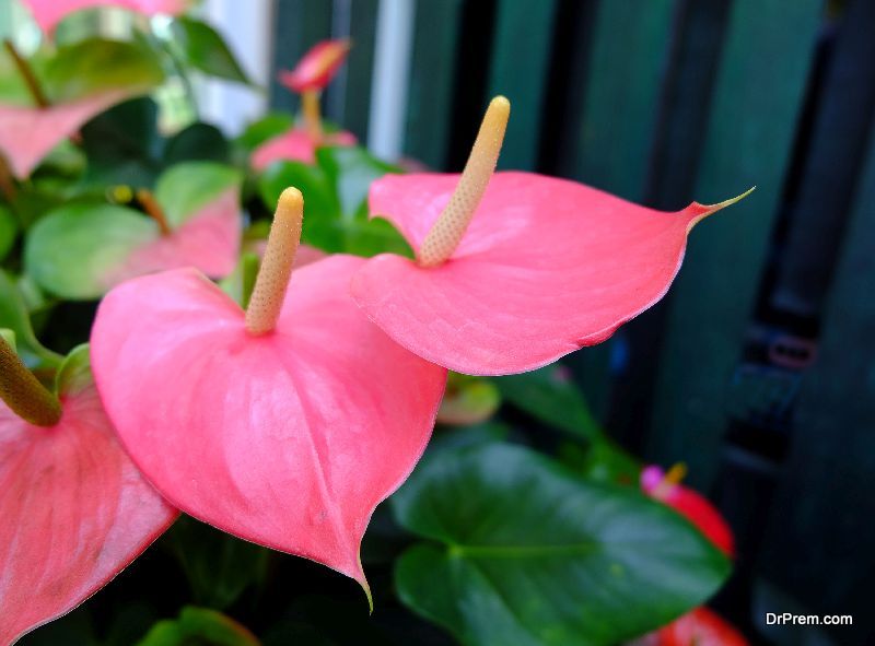 Anthurium