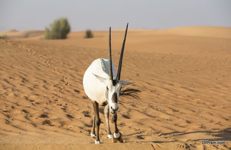 Arabian Oryx