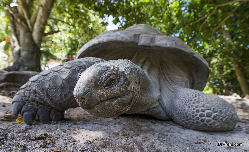 Pinta Island tortoise