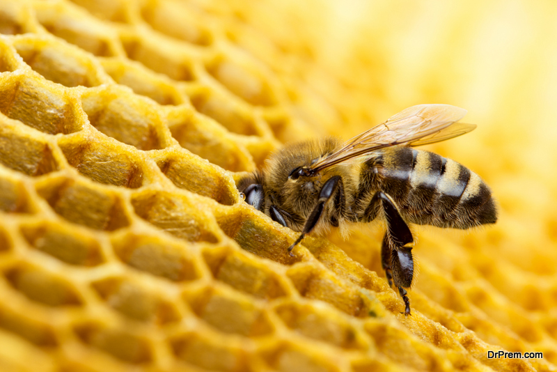 bees haven