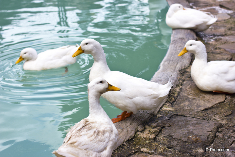 Benefits of duck farming in India