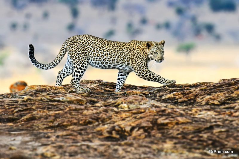 Poaching In Maasai Mara
