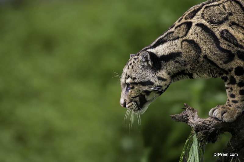 Formosan-clouded-leopard.