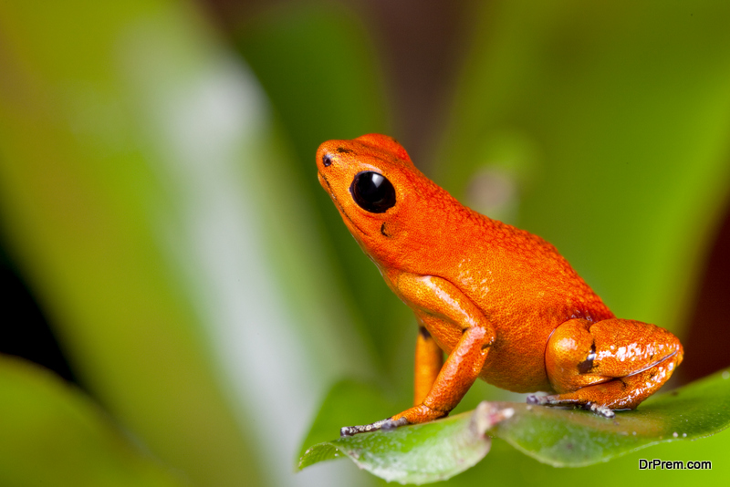 Golden-Toad.