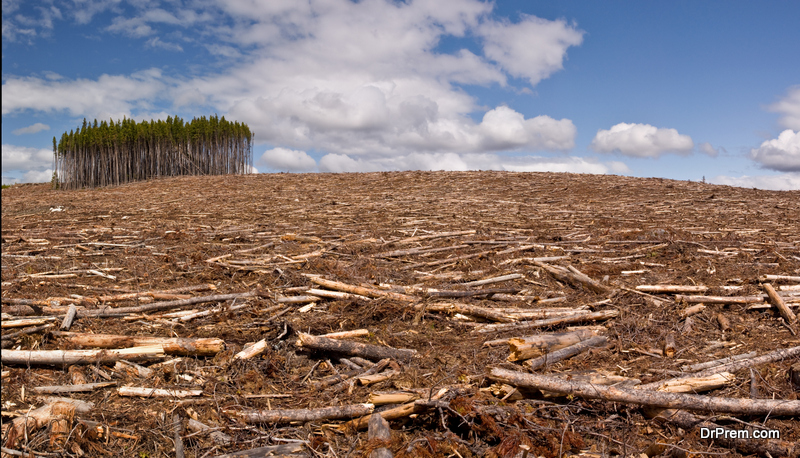 large scale deforestation