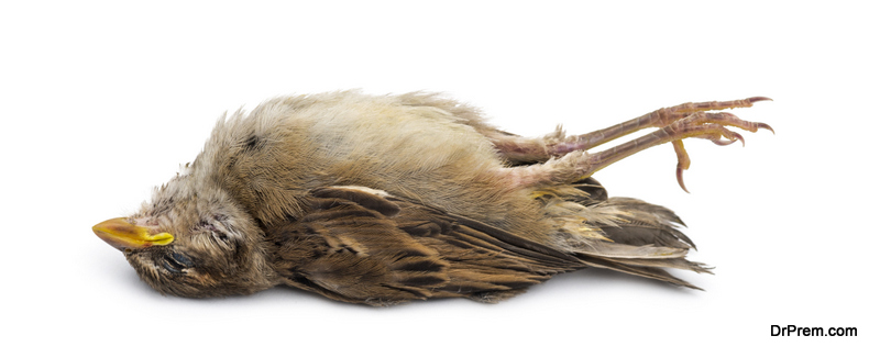 Dead House Sparrow