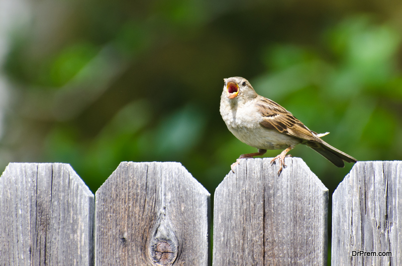 decline-in-house-sparrow-population