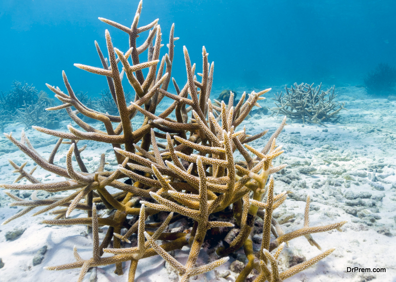  Staghorn Coral