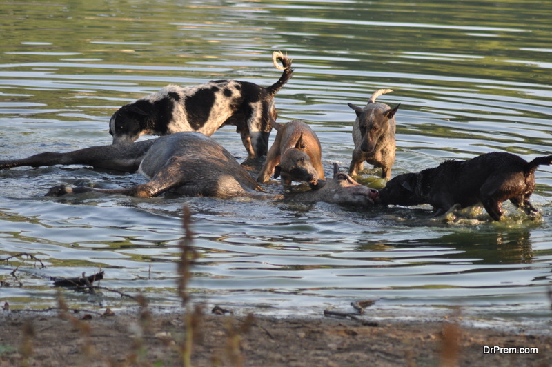 dogs-amongst-the-major-threats-to-endangered-species