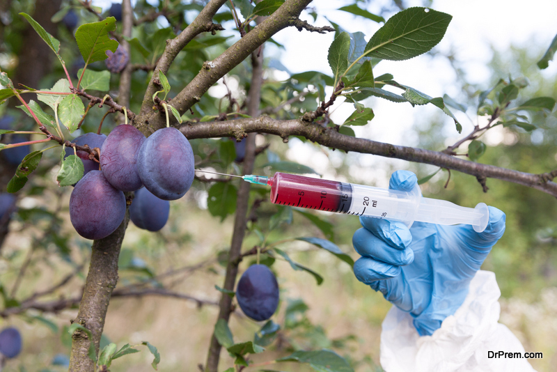 Genetically modified plums