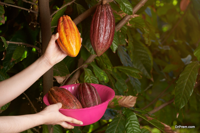 Is-growing-cocoa-in-India-a-profitable-business