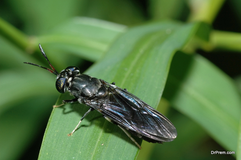 soldier fly are raised on food waste
