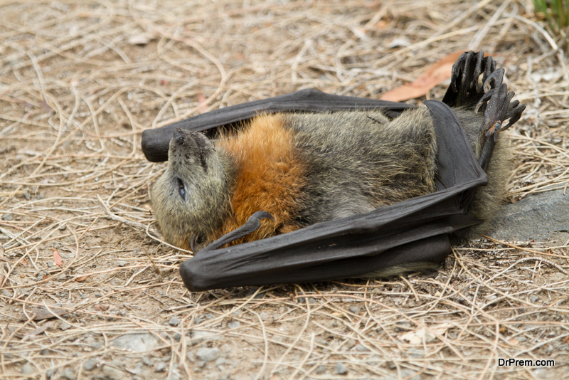 Devastating effect of heat wave on animal lives: The devastating heat wave this year in Australia cost lives of thousands of animals apart from causing extreme distress to human beings. Nearly 4000 flying foxes died last November owing to extreme heat. The extreme weather is also responsible for the death of hundreds and thousands of fish in New South Wales. Bats literally dropped dead from the trees unable to bear 40C plus weather temperature. Carcasses of wild horses stretched for about 100 meters. Drying of water resources caused this death and destrcution.