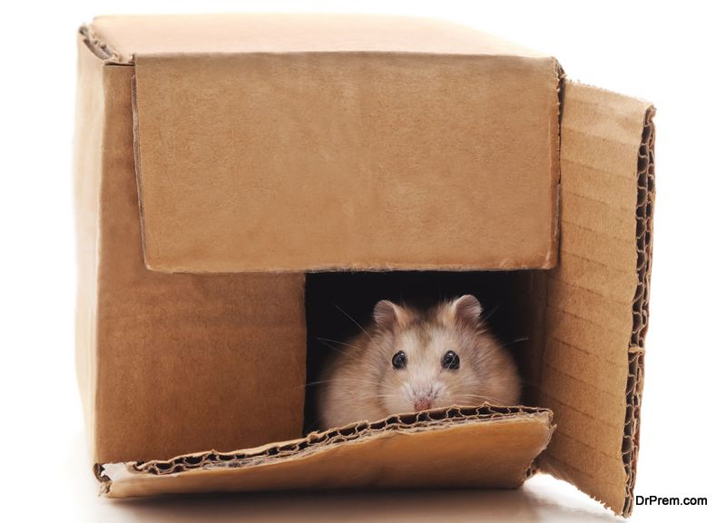 make a hamster house using cardboard