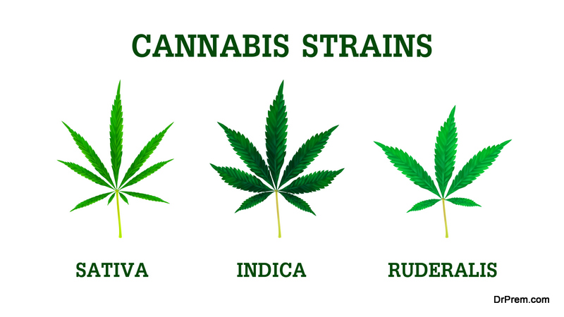 Cannabis Strains For Commercial Gardens
