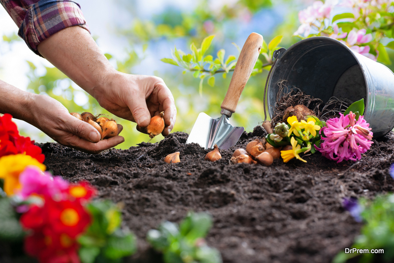 planting flowers